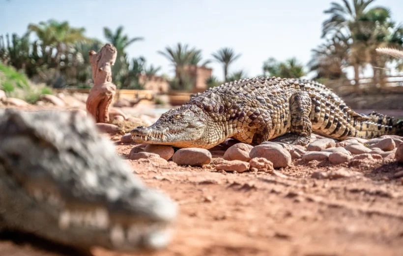 Croco Park Agadir + Zipline Adventure Combo